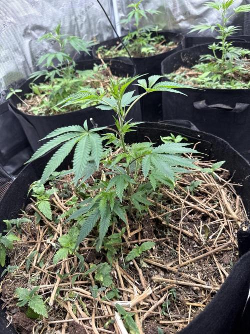 Tropicana cherry. Week 2 - Deutlich größer geworden 