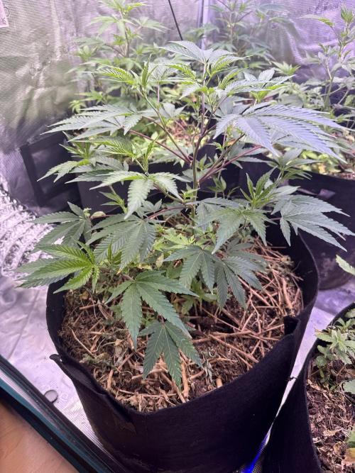 Tropicana cherry. Week 3 - Das hier ist die größte der 6 Pflanzen deswegen schon vor 4 Tagen einmal getoppt