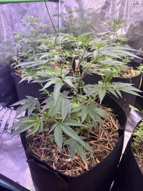 Tropicana cherry. Week 3