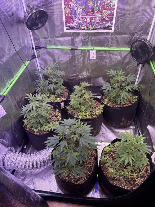 Tropicana cherry. Week 3 - Alles in allem sehen die Pflanzen gut aus 