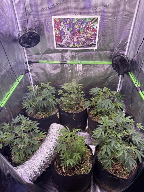 Tropicana cherry. Week 4 - Werden langsam größer 
Die eine in der Mitte macht mir Sorgen 