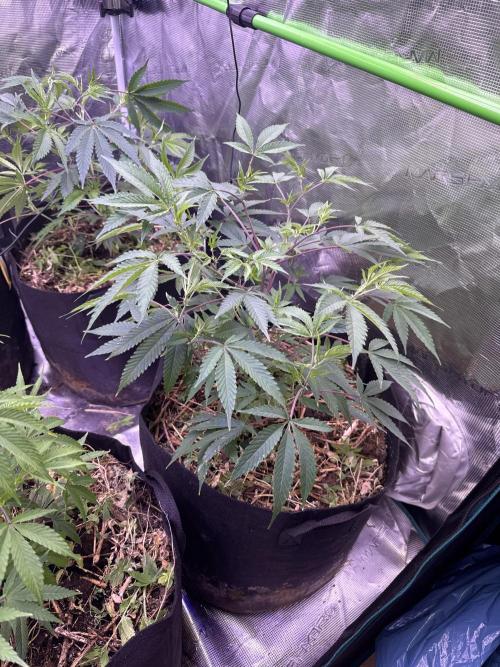 Tropicana cherry. Week 4