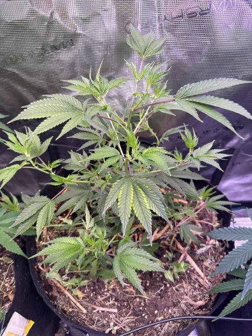 Tropicana cherry. Week 4