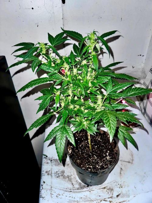 My first indoor grow. Week 4