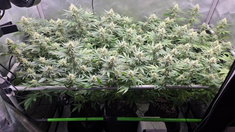 Space queen clones. Week 5