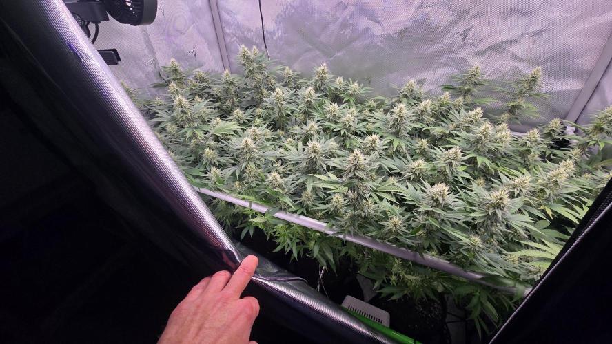 Space queen clones. Week 5