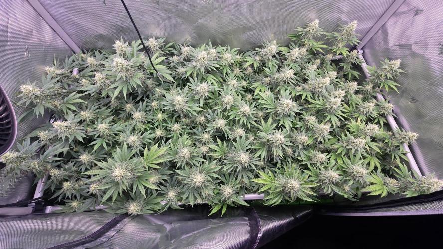 Space queen clones. Week 5