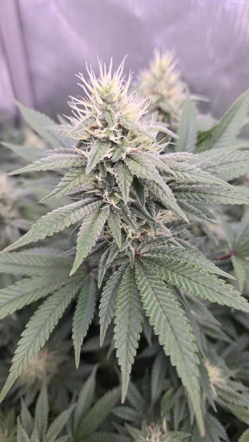 Space queen clones. Week 5