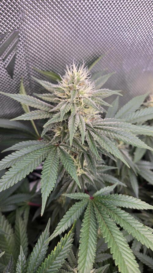 Space queen clones. Week 5