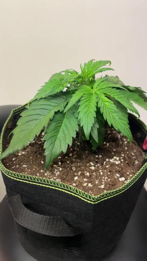 Blueberry Automatic