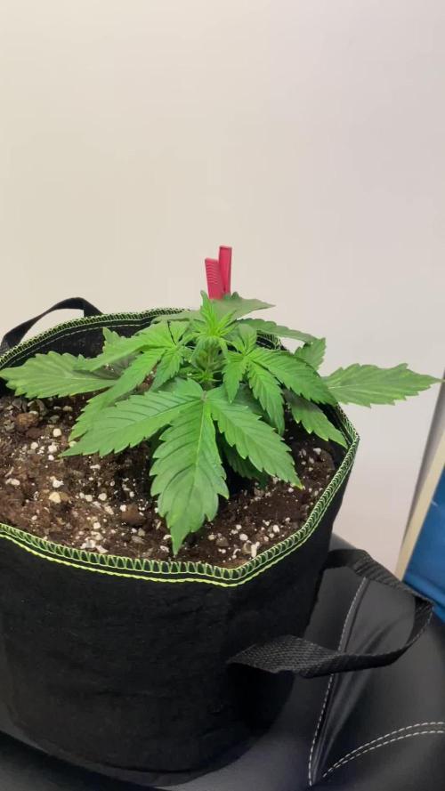 Blueberry Automatic