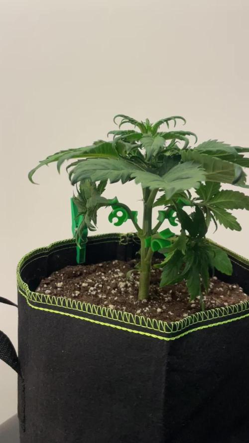 Royal Critical Automatic