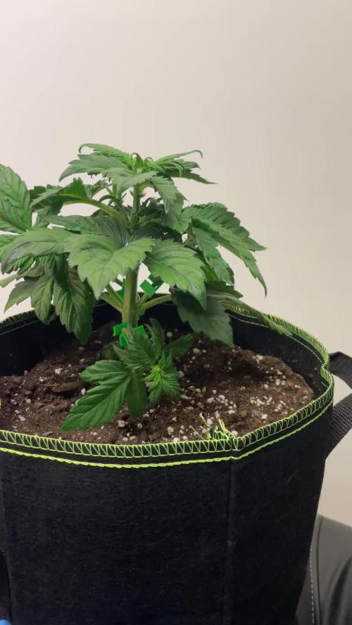 Royal Critical Automatic