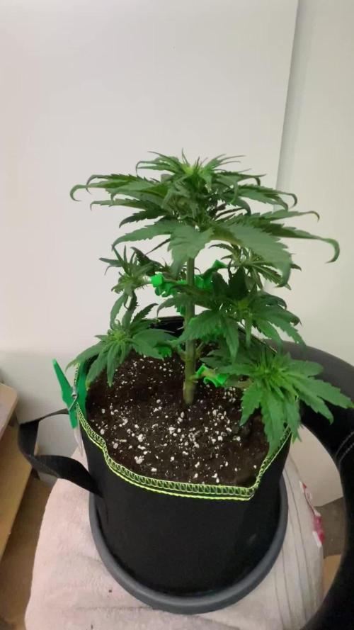 Royal Critical Automatic
