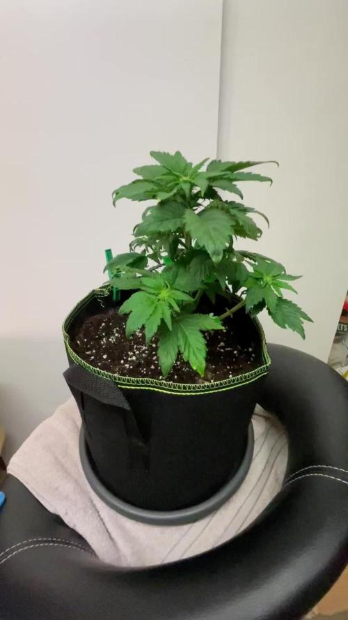 Royal Critical Automatic