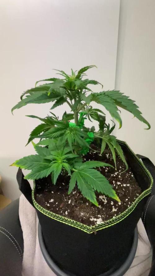 Blueberry Automatic