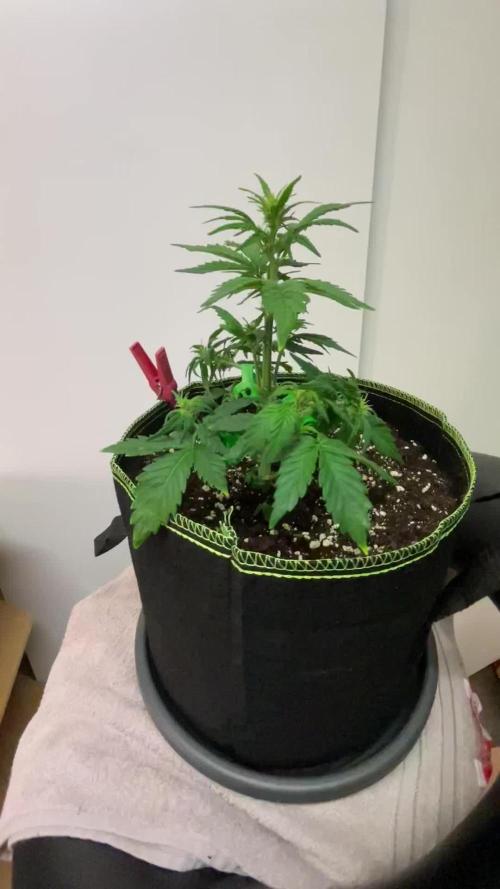 Blueberry Automatic
