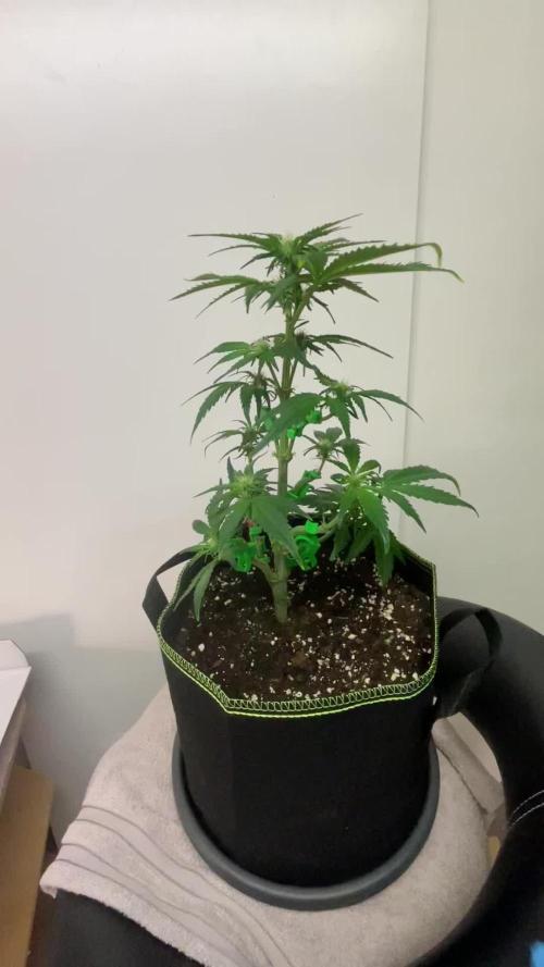 Blueberry Automatic