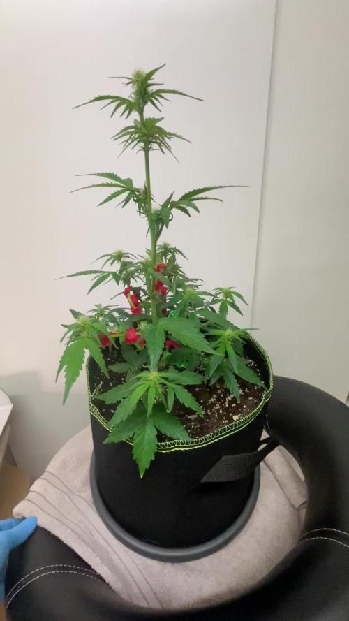 Blueberry Automatic