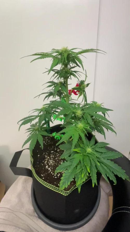 Royal Critical Automatic