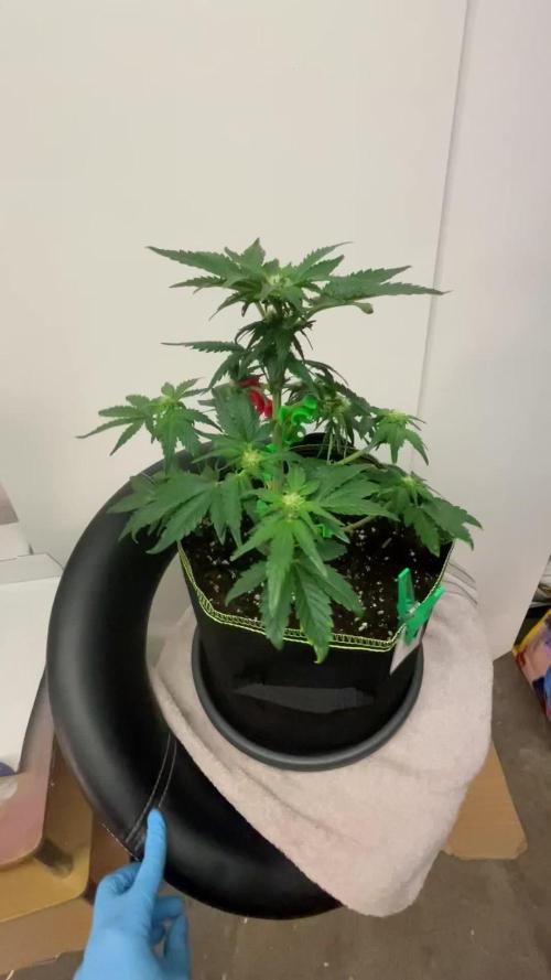 Royal Critical Automatic
