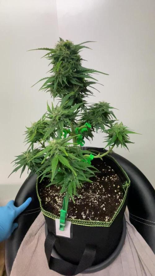 Grow 2 - Royal Critical Automatic