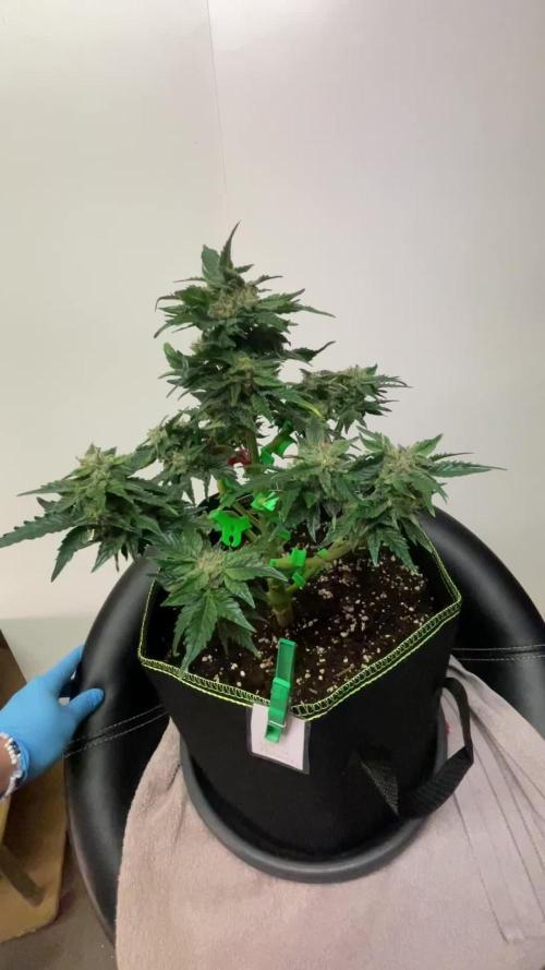 Grow 2 - Royal Critical Automatic