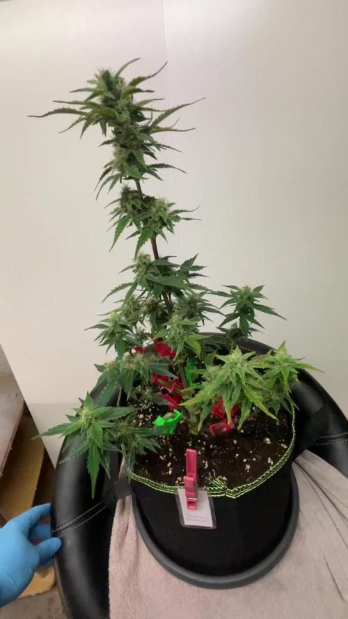 Grow 2 - Blueberry Automatic