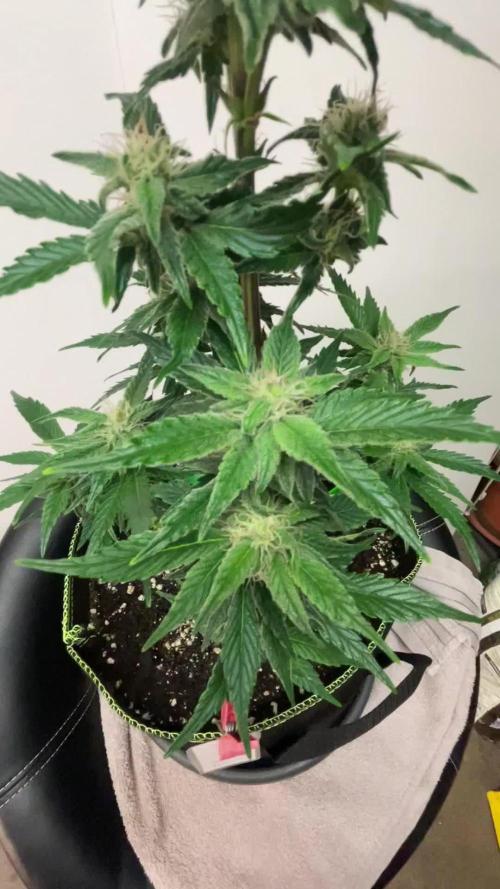 Grow 2 - Blueberry Automatic