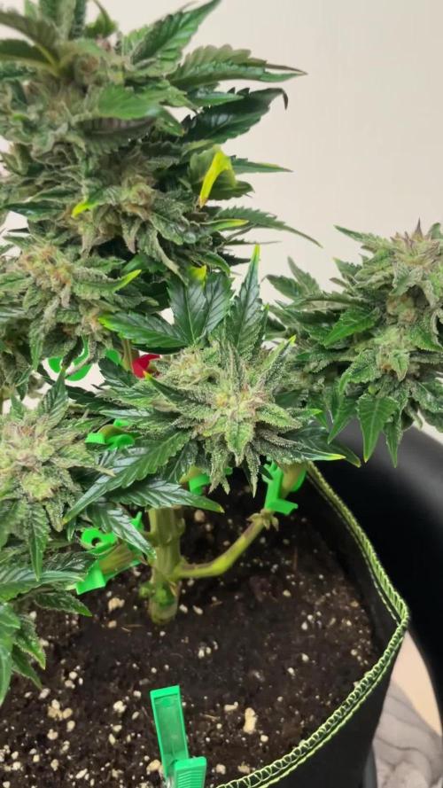 Grow 2 - Royal Critical Automatic