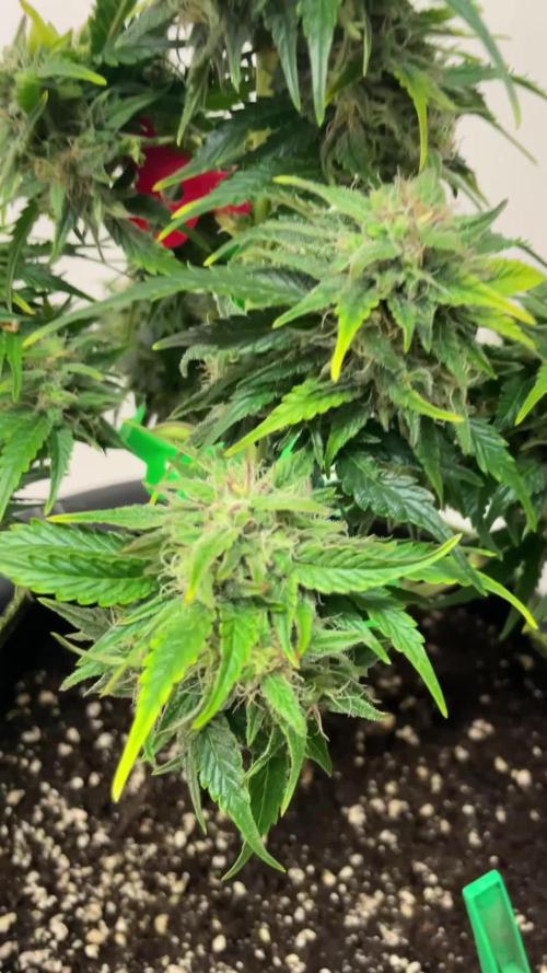 Grow 2 - Royal Critical Automatic