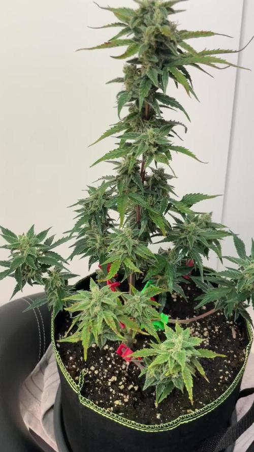 Grow 2 - Blueberry Automatic