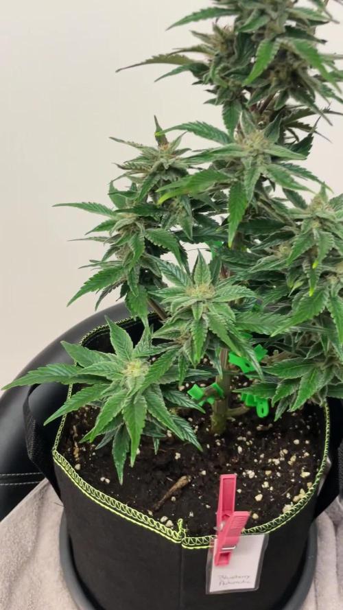 Grow 2 - Blueberry Automatic
