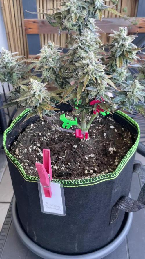 Grow 2 - Blueberry Automatic