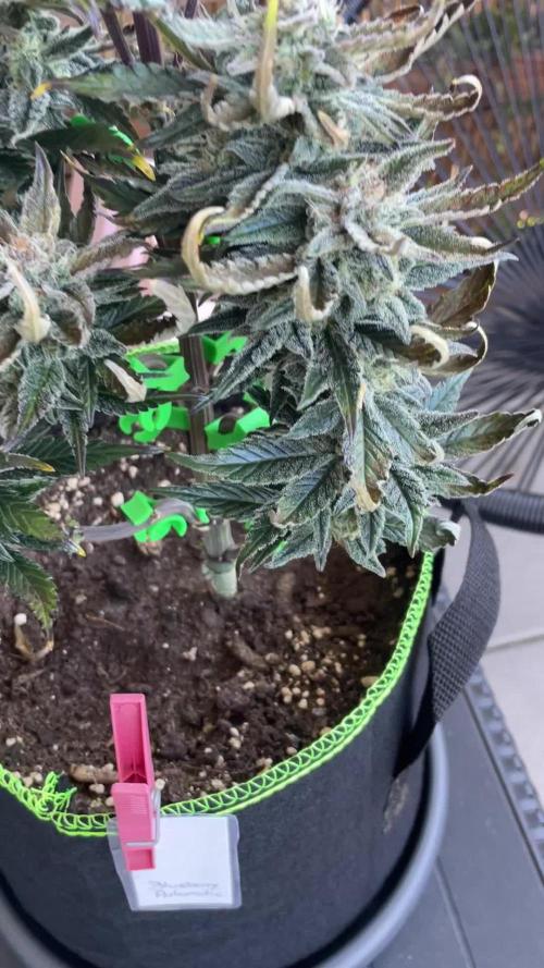 Grow 2 - Blueberry Automatic