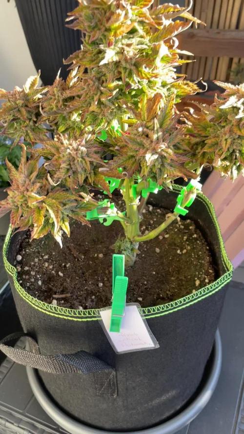 Grow 2 - Royal Critical Automatic