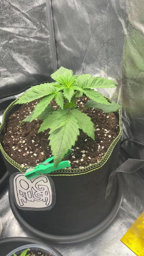 Grow 3 - Zamnesia - Photoperiodic