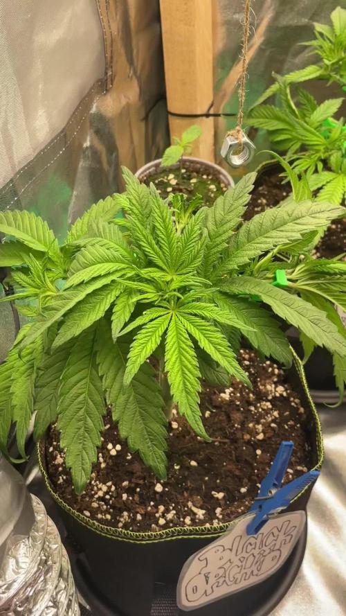 Grow 3 - Zamnesia - Photoperiodic