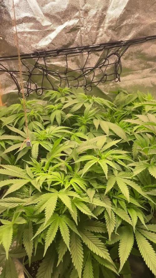 Grow 3 - Zamnesia - Photoperiodic