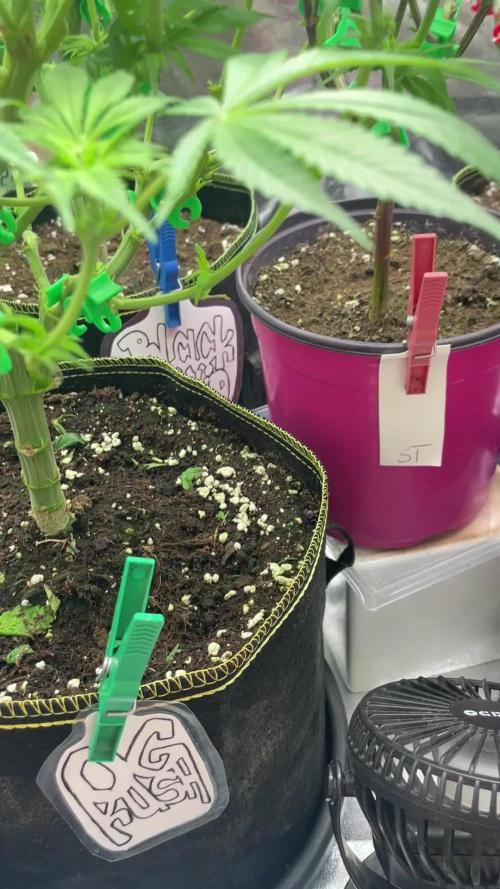 Grow 3 - Zamnesia - Photoperiodic