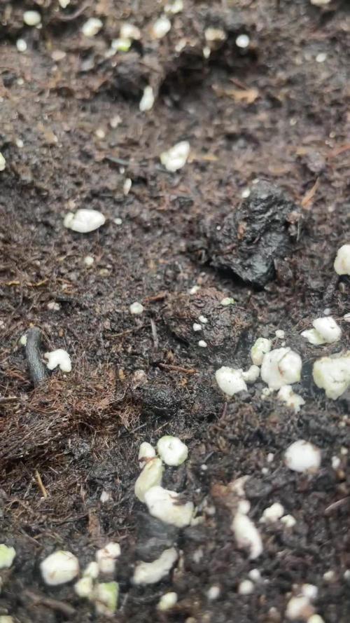 Grow 3 - Zamnesia - Photoperiodic