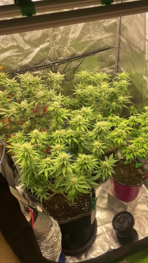 Grow 3 - Zamnesia - Photoperiodic