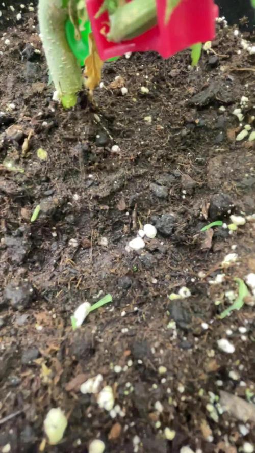 Grow 4 - Zamnesia - Photoperiodic - GER