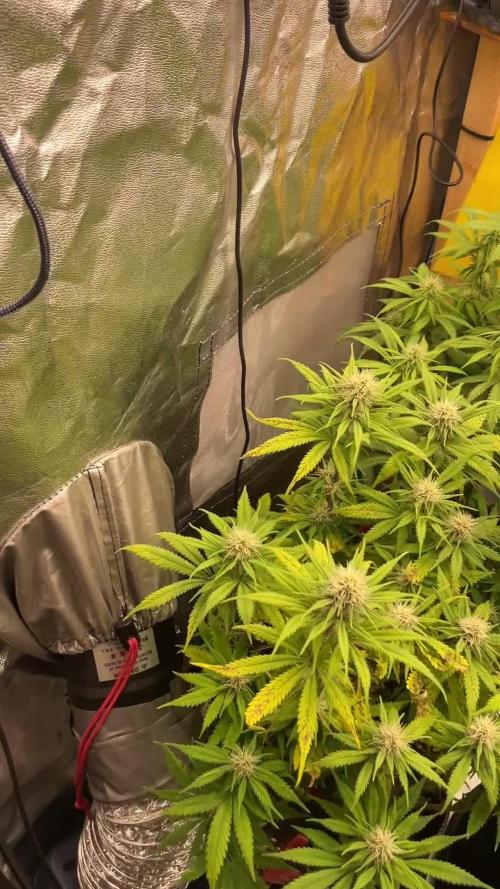 Grow 4 - Zamnesia - Photoperiodic - GER