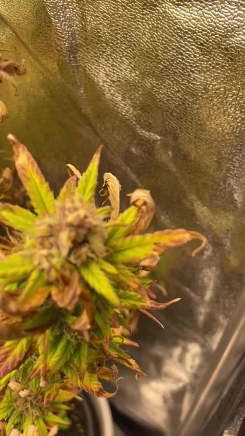 Grow 4 - Zamnesia - Photoperiodic - GER