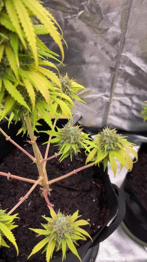 Grow #1.1 (Automatics)