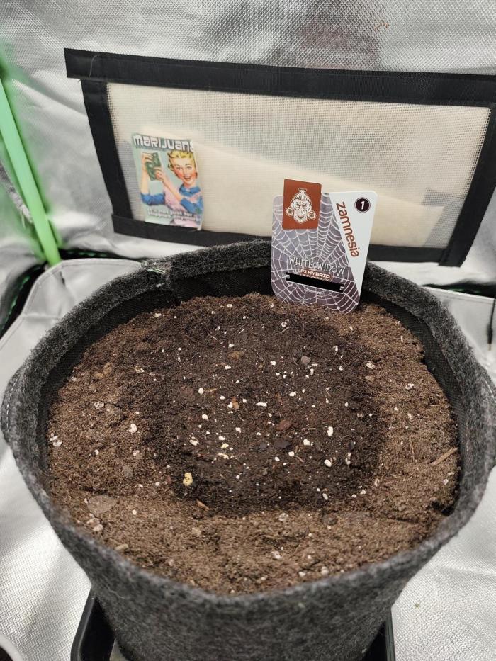 White Widow F1 Auto. Week 0