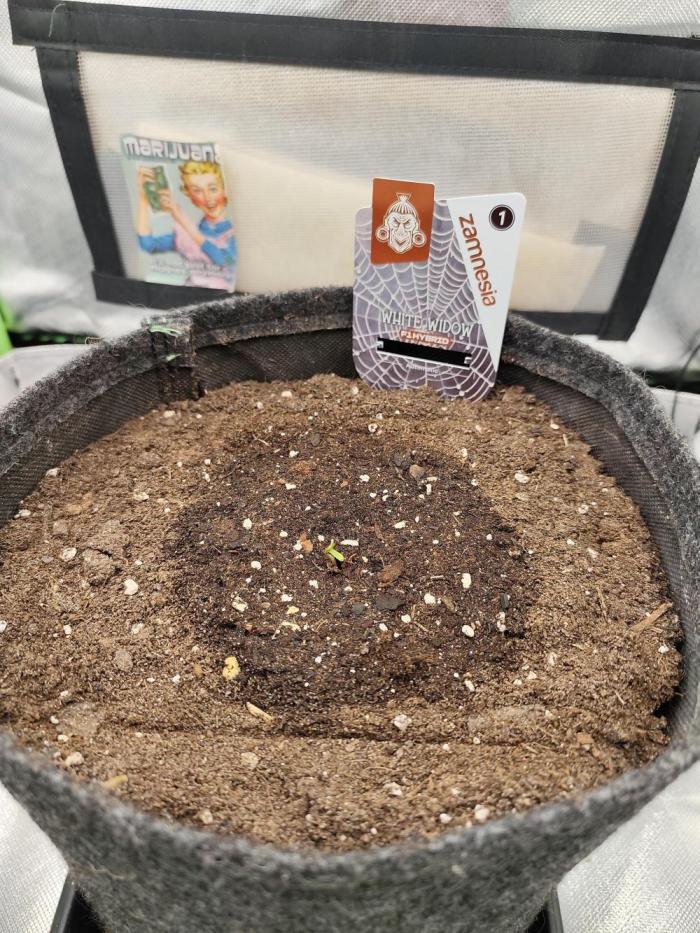 White Widow F1 Auto. Week 1 - Tag 1