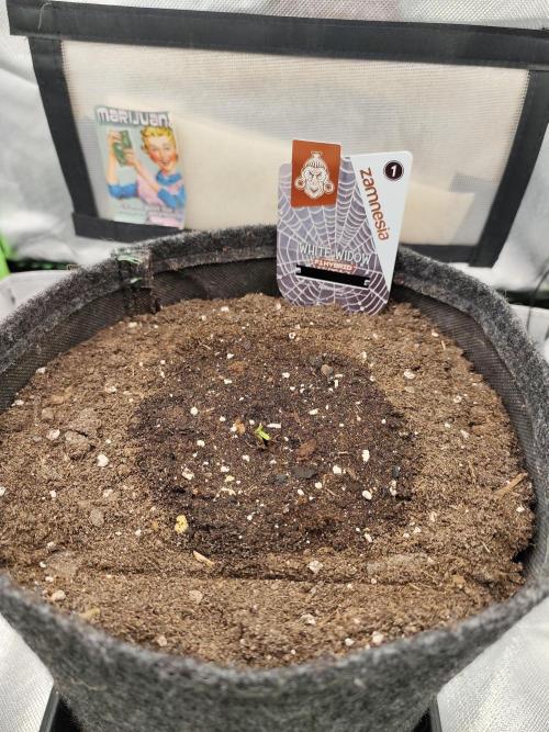 White Widow F1 Auto. Week 1 - Tag 1 - 1 cm