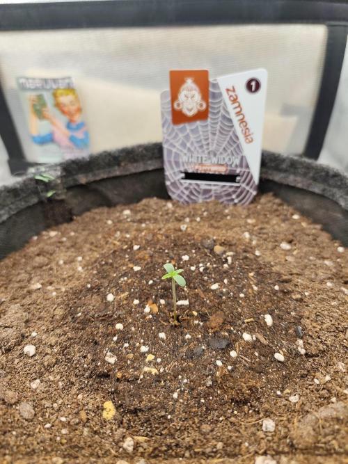 White Widow F1 Auto. Week 1 - Tag 2 - 2 cm